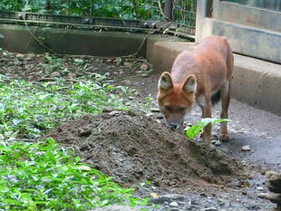 ドールと土の山☆*+。