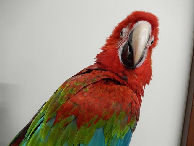 オウム・インコDAYの写真