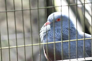 オオカミじゃないよ!