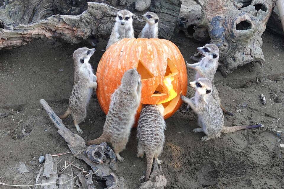 ズーラシアハロウィン!!の写真