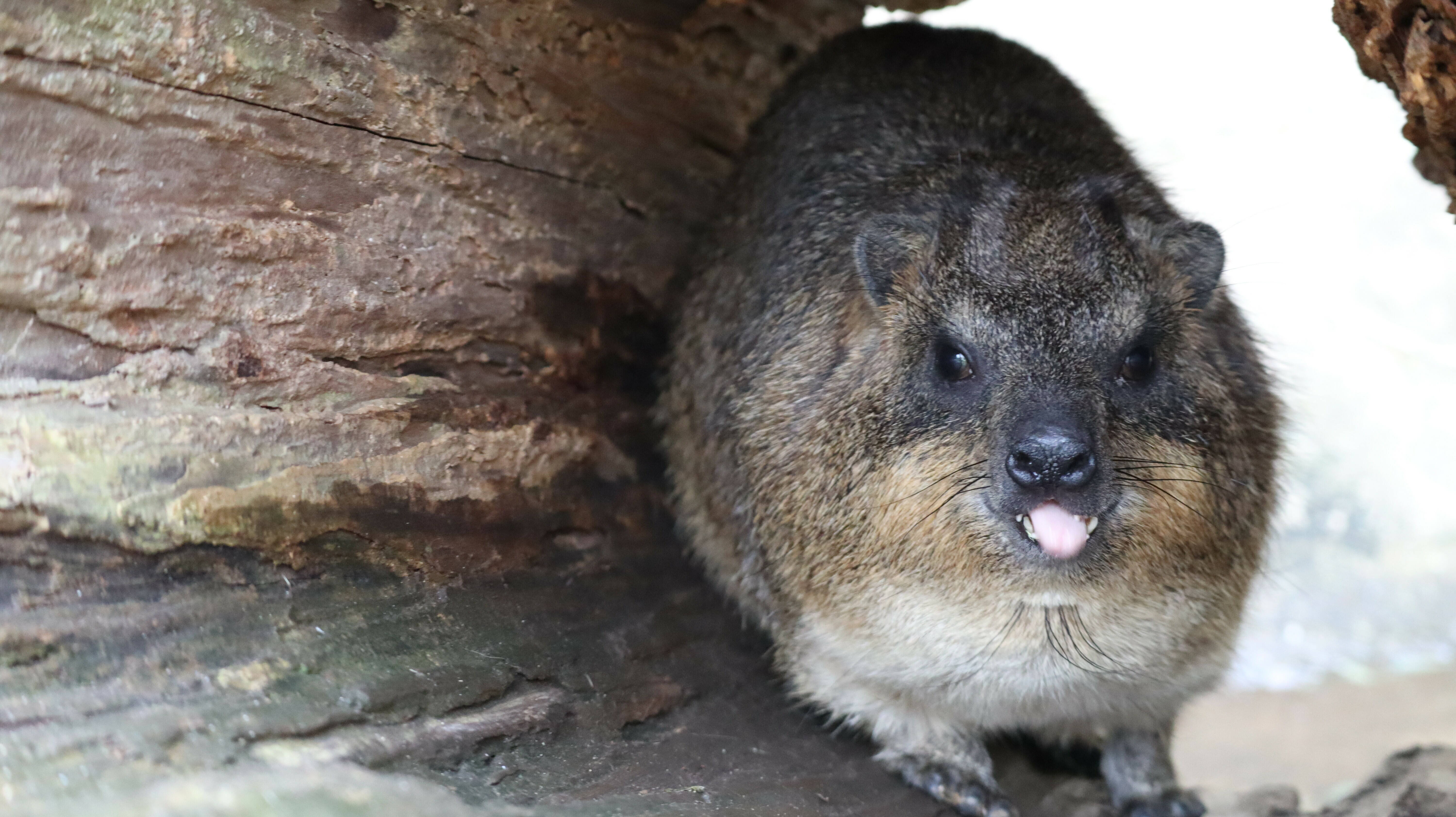 ハイラックスは何を食べるの アフリカのサバンナ ズーラシア よこはま動物園ズーラシア公式サイト 公益財団法人 横浜市緑の協会