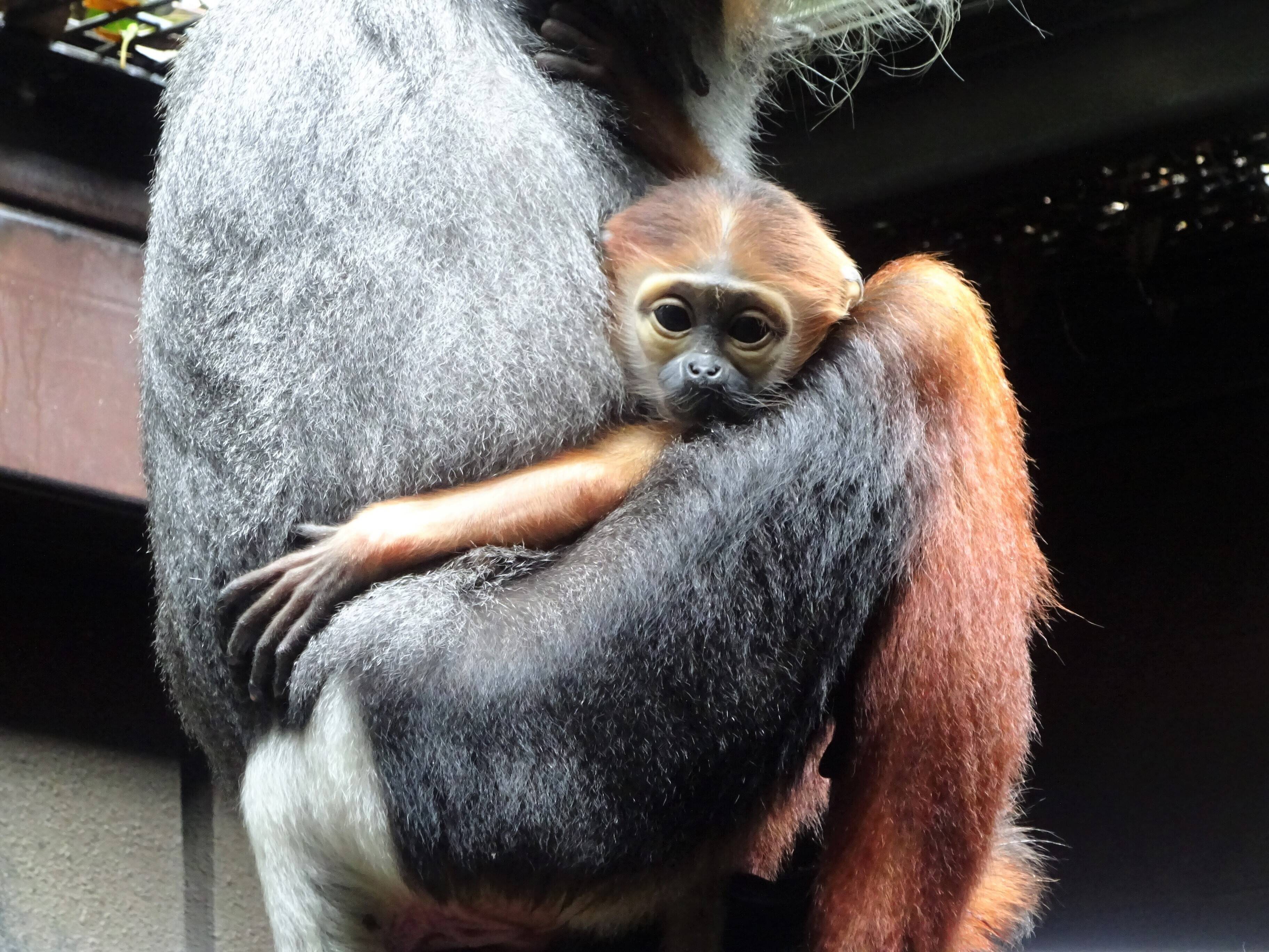 今年生まれの動物紹介の写真