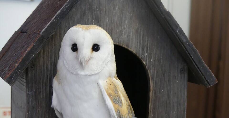 ふれあい動物園の写真