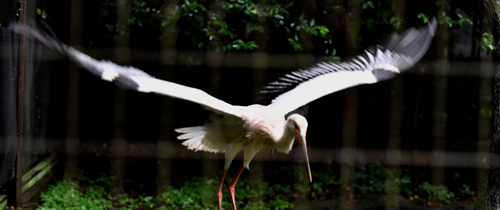 コウノトリ カズラの旅立ち 飼育日誌 よこはま動物園ズーラシア公式サイト 公益財団法人 横浜市緑の協会