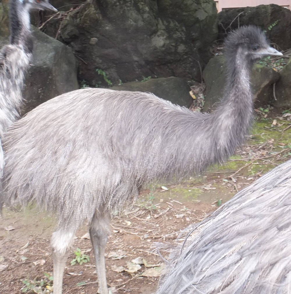 エミューにクリスマスプレゼント 飼育日誌 よこはま動物園ズーラシア公式サイト 公益財団法人 横浜市緑の協会