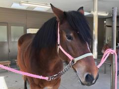 【開催中止】「馬の飼育員になってみよう」の画像