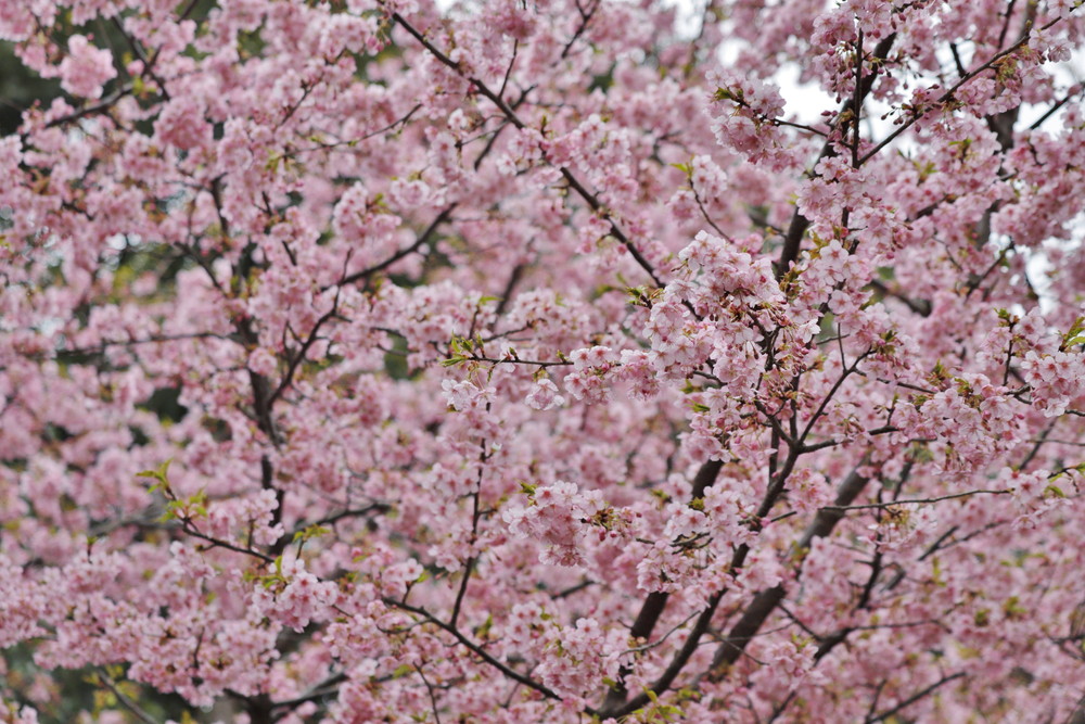 ズーラシアに咲く桜 桜開花 よこはま動物園ズーラシア公式サイト 公益財団法人 横浜市緑の協会