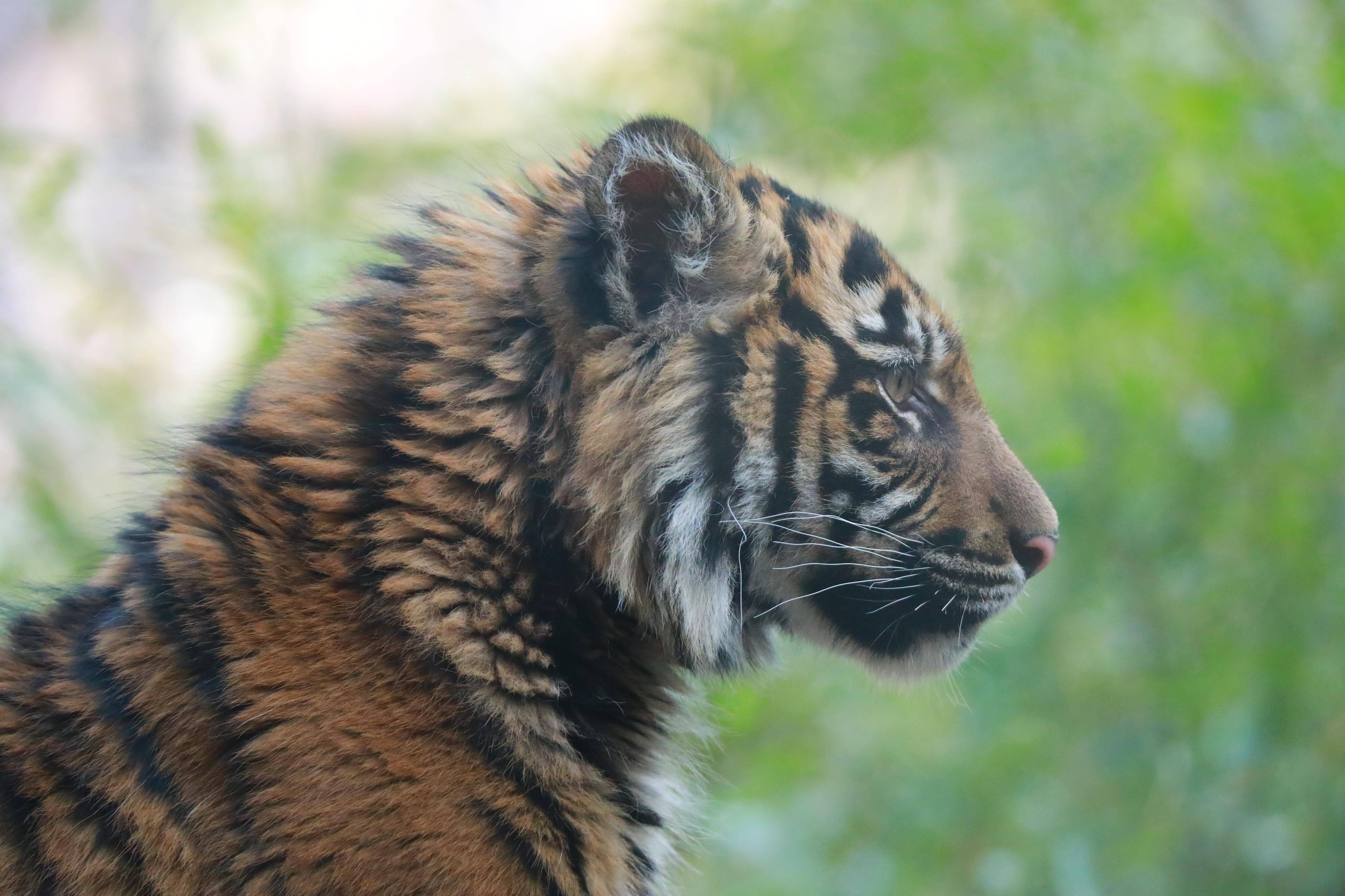 子トラの成長記録 その すまとらとらブログ よこはま動物園ズーラシア公式サイト 公益財団法人 横浜市緑の協会