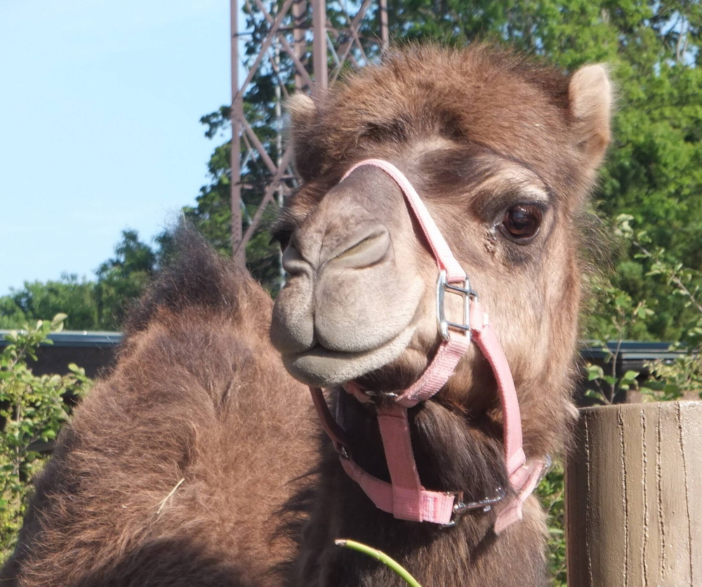 ピノの 1 3生 その ズーラシア編 アフリカのサバンナ ズーラシア よこはま動物園ズーラシア公式サイト 公益財団法人 横浜市緑の協会