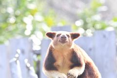 【３月開催中止】ズーラシアどうぶつ教室（3～5月）の画像