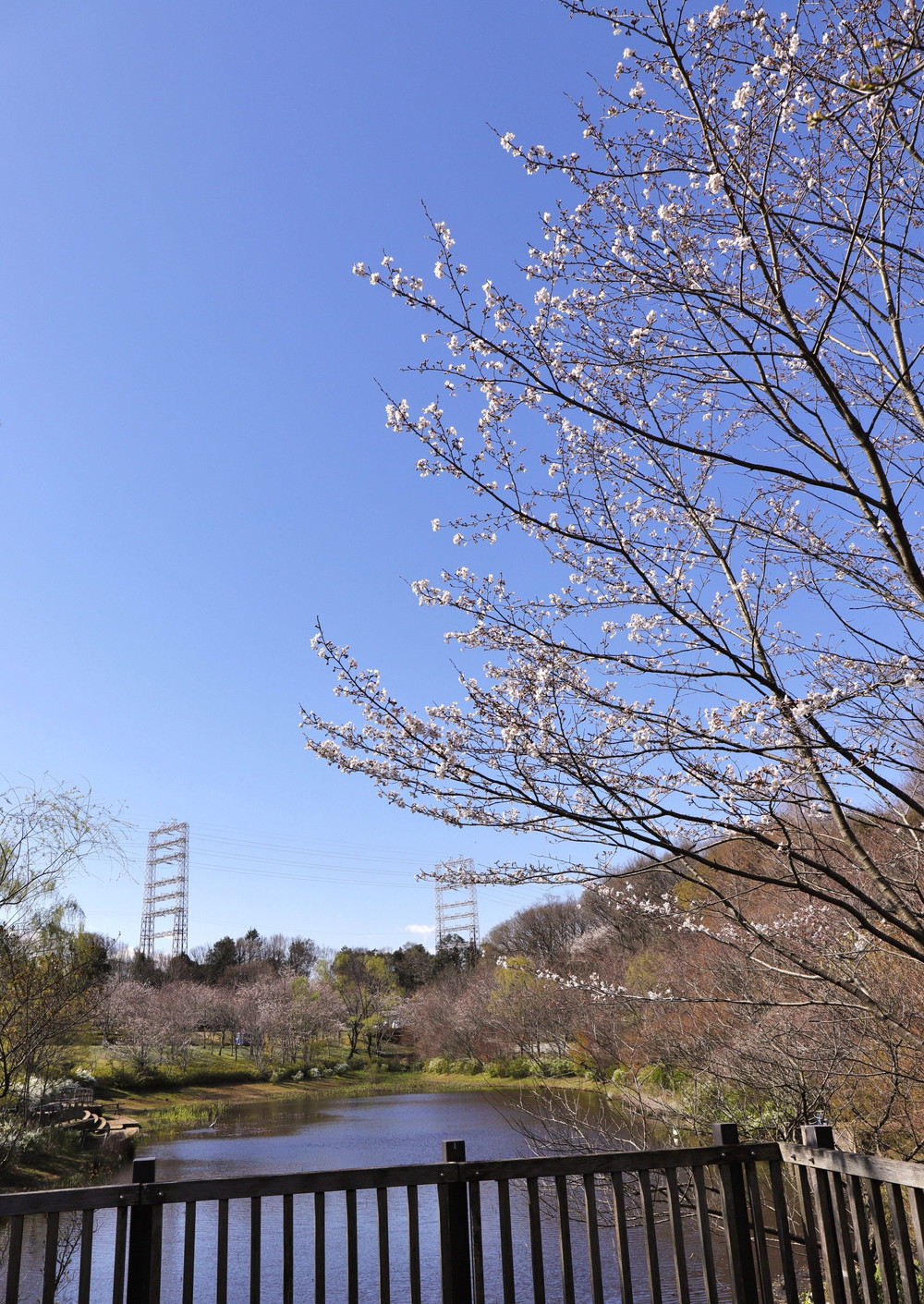 ズーラシアに咲く桜 桜開花 よこはま動物園ズーラシア公式サイト 公益財団法人 横浜市緑の協会