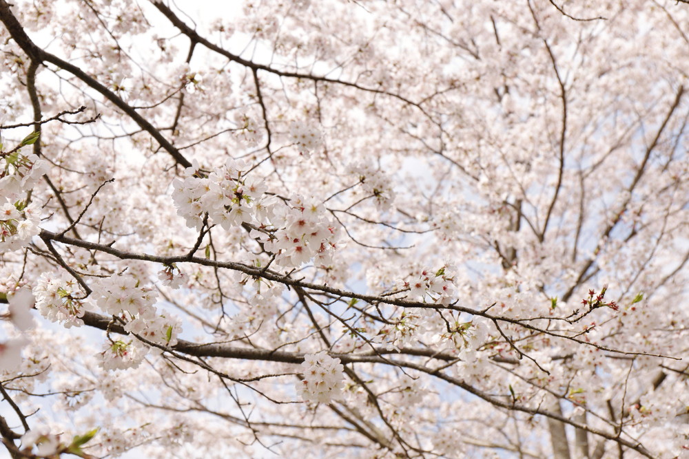 ズーラシアに咲く桜 桜開花 よこはま動物園ズーラシア公式サイト 公益財団法人 横浜市緑の協会