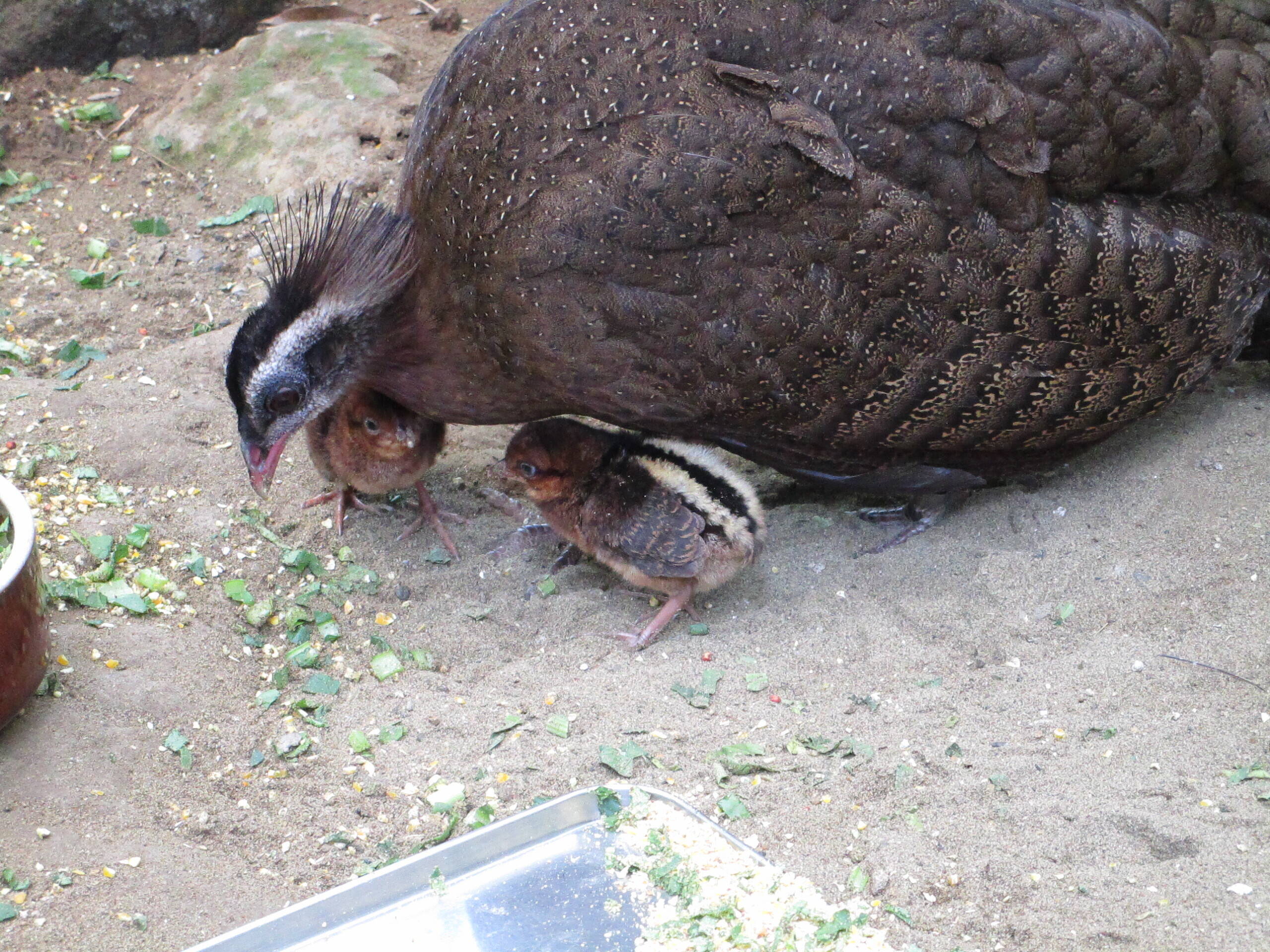 カンムリセイラン 待望のヒナ誕生 飼育日誌 よこはま動物園ズーラシア公式サイト 公益財団法人 横浜市緑の協会