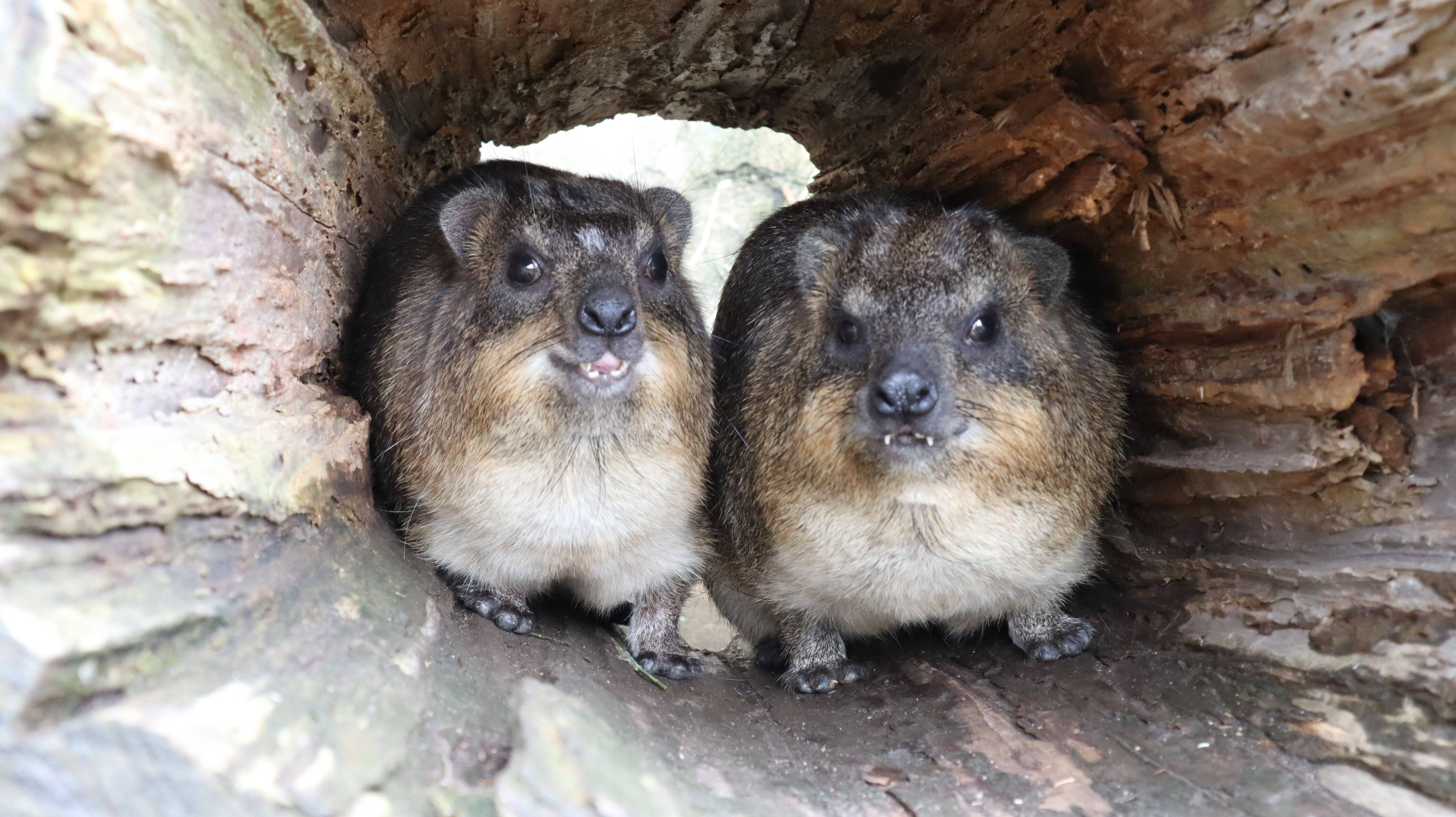 実は ゾウに近い仲間 アフリカのサバンナ ズーラシア よこはま動物園ズーラシア公式サイト 公益財団法人 横浜市緑の協会