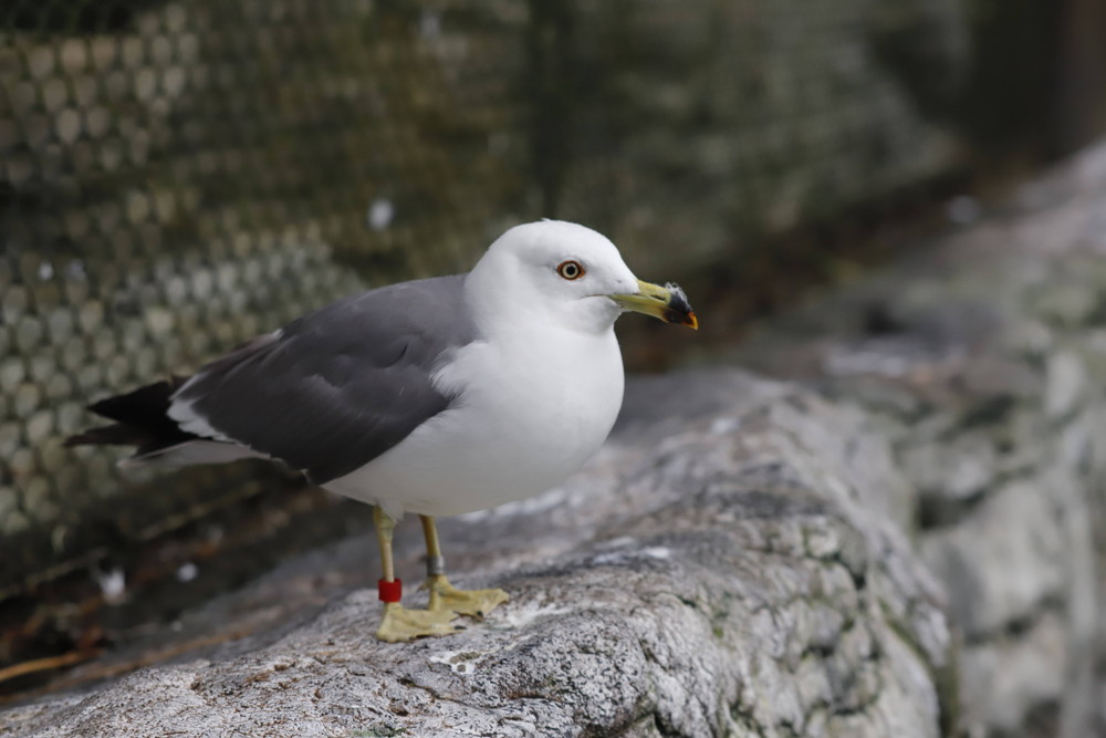 ようこそ 飼育日誌 よこはま動物園ズーラシア公式サイト 公益財団法人 横浜市緑の協会