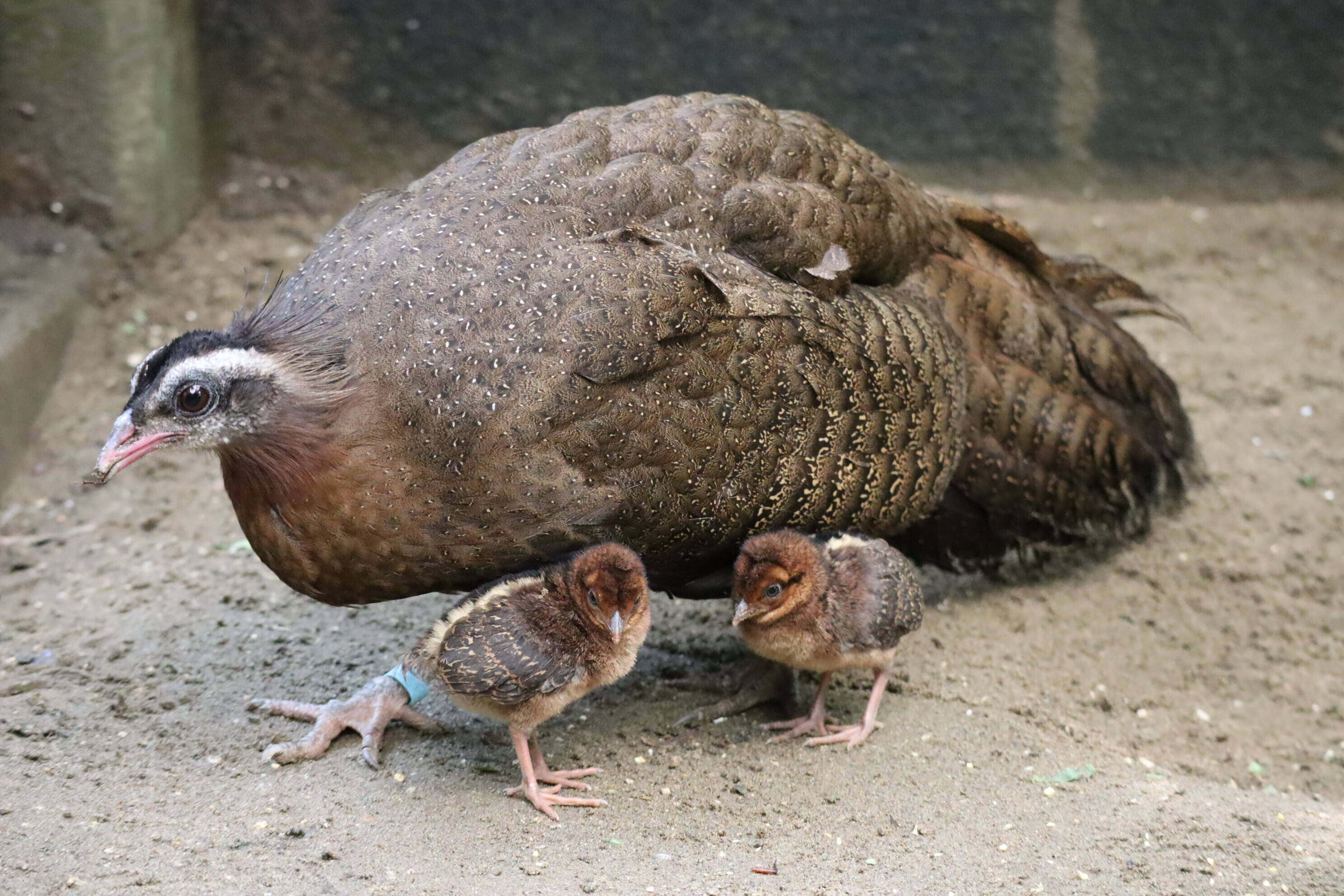 カンムリセイランひなっこ成長記 1 飼育日誌 よこはま動物園ズーラシア公式サイト 公益財団法人 横浜市緑の協会