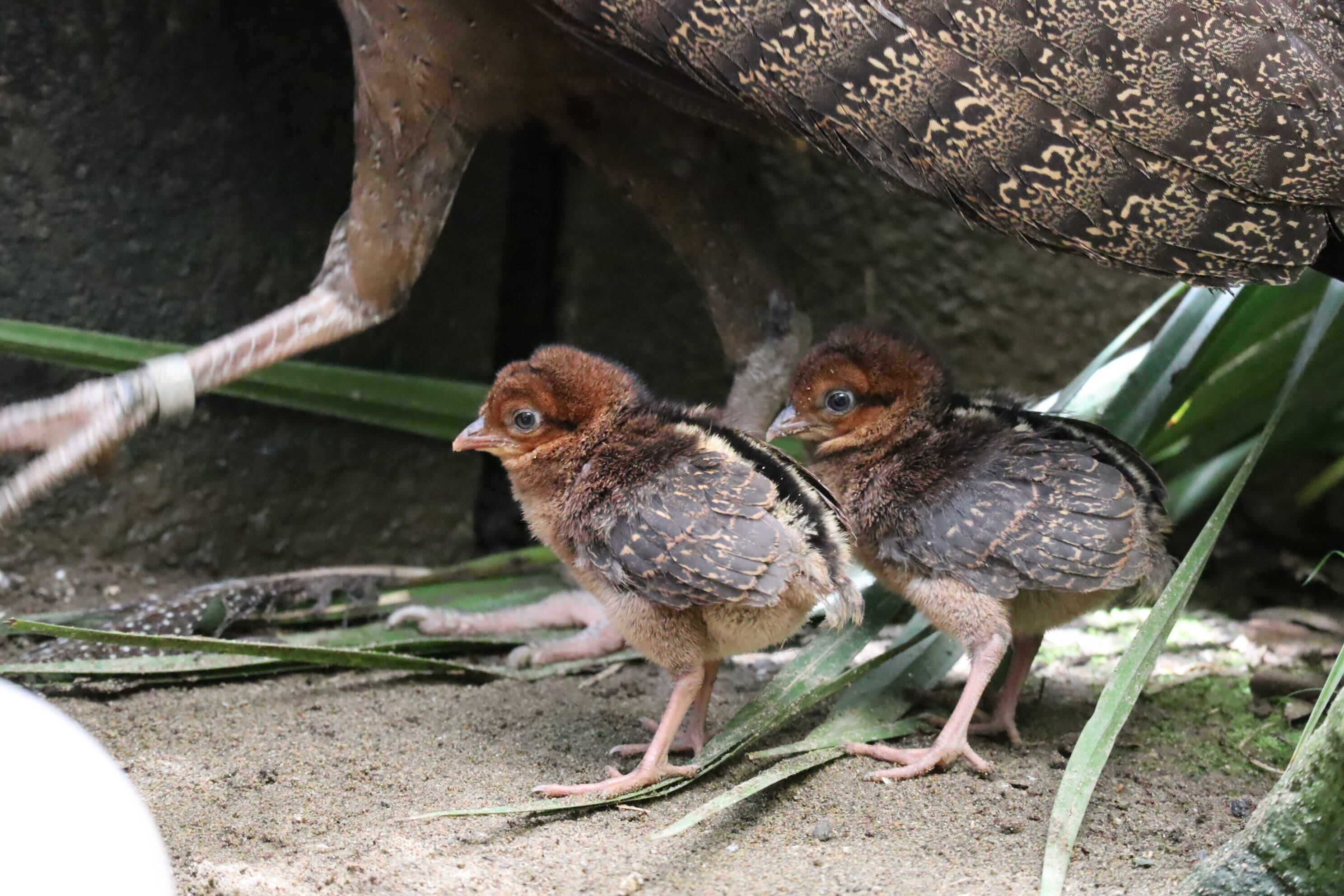 カンムリセイランひなっこ成長記 2 飼育日誌 よこはま動物園ズーラシア公式サイト 公益財団法人 横浜市緑の協会