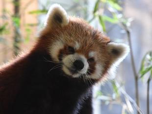 国際レッサーパンダデー♪~ブログDE特別ガイド・体のつくり編~