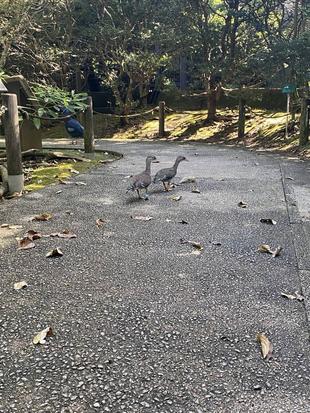 オシドリデビュー!