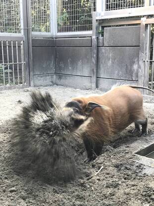 飼育員vsアカカワイノシシ