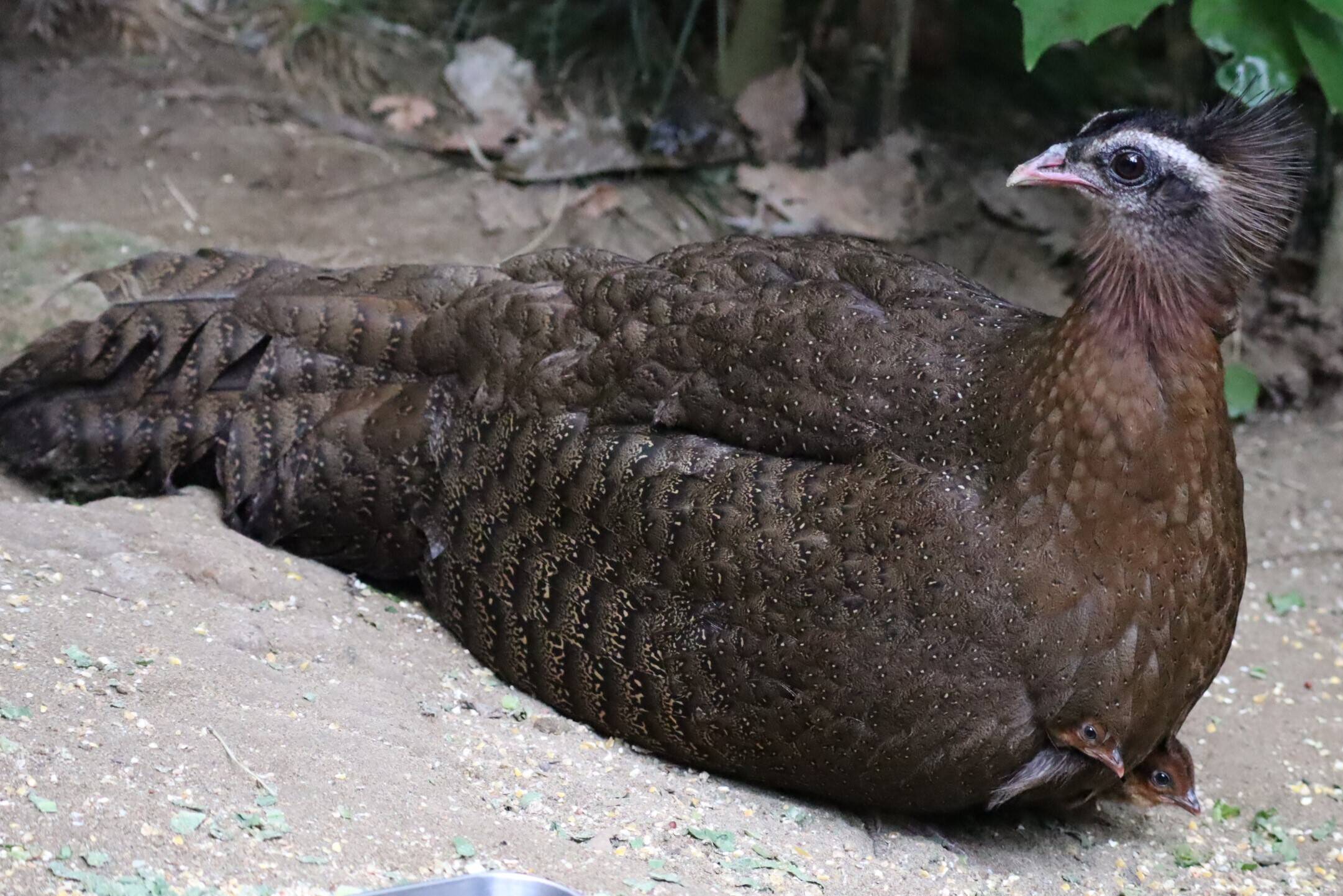 カンムリセイランひなっこ成長記 5 飼育日誌 よこはま動物園ズーラシア公式サイト 公益財団法人 横浜市緑の協会