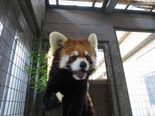 キク元気です。
