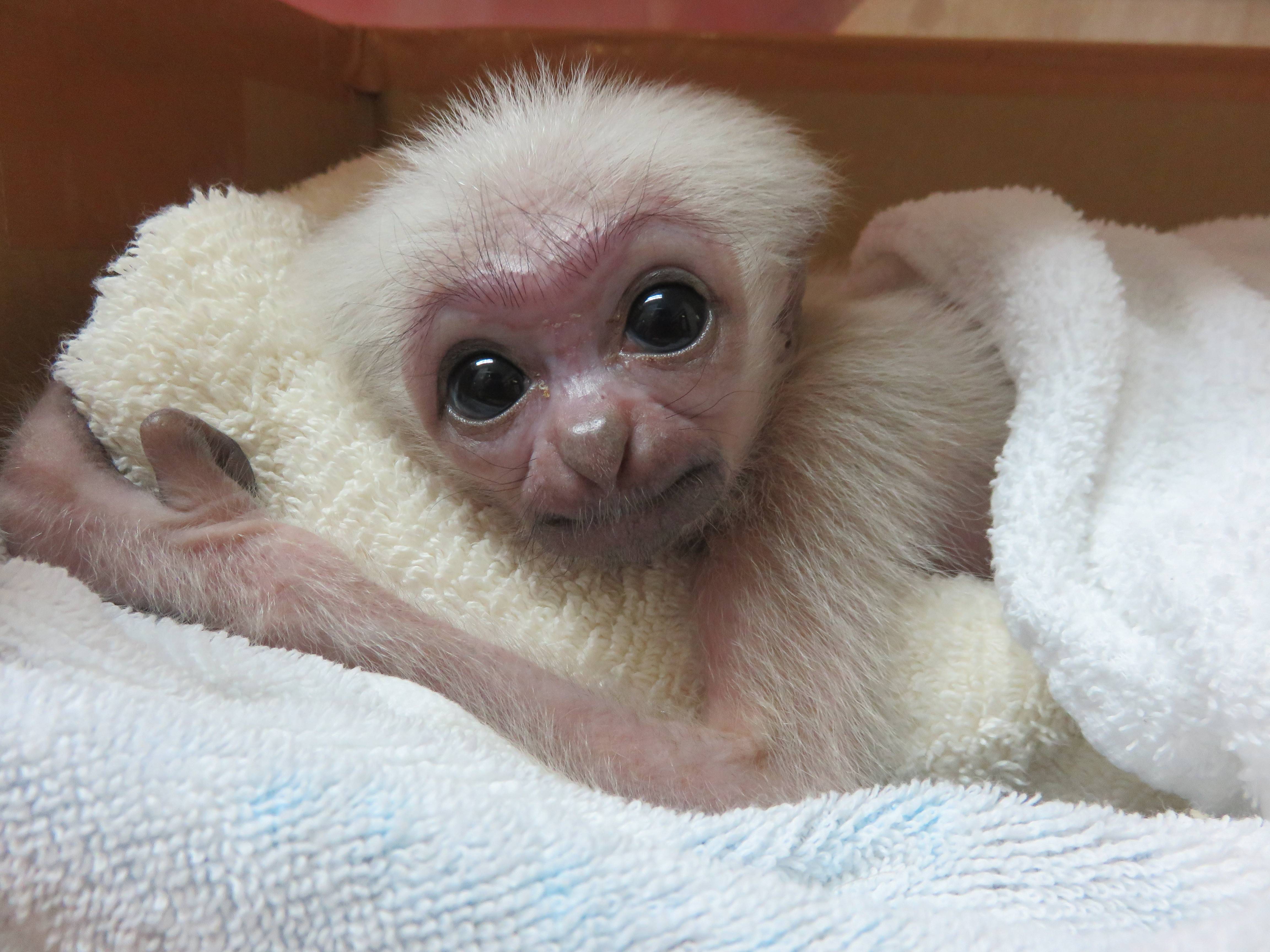 ボウシテナガザルの赤ちゃん公開のお知らせの写真