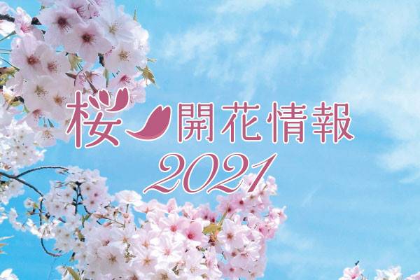 桜 開花情報2021の写真
