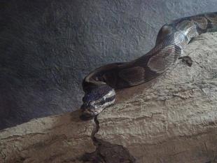 🐍ブログで干支展🐍