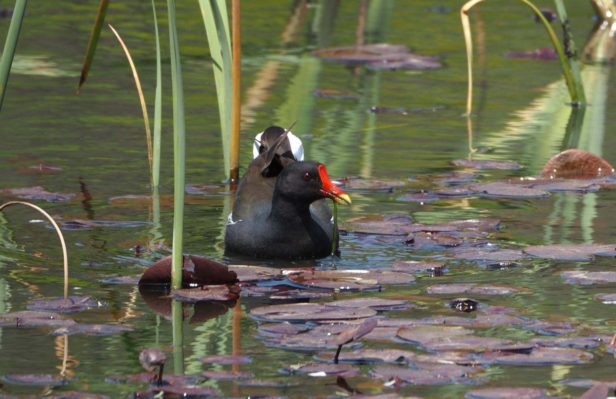 ズーラシアの野鳥④の写真
