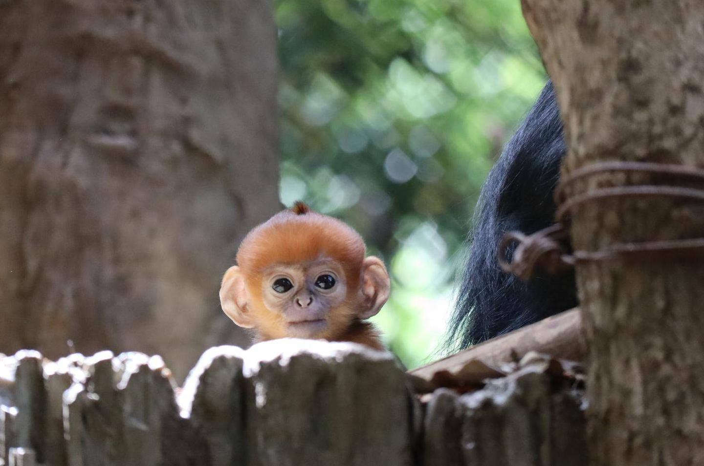 愛称投票を行います🍊の写真