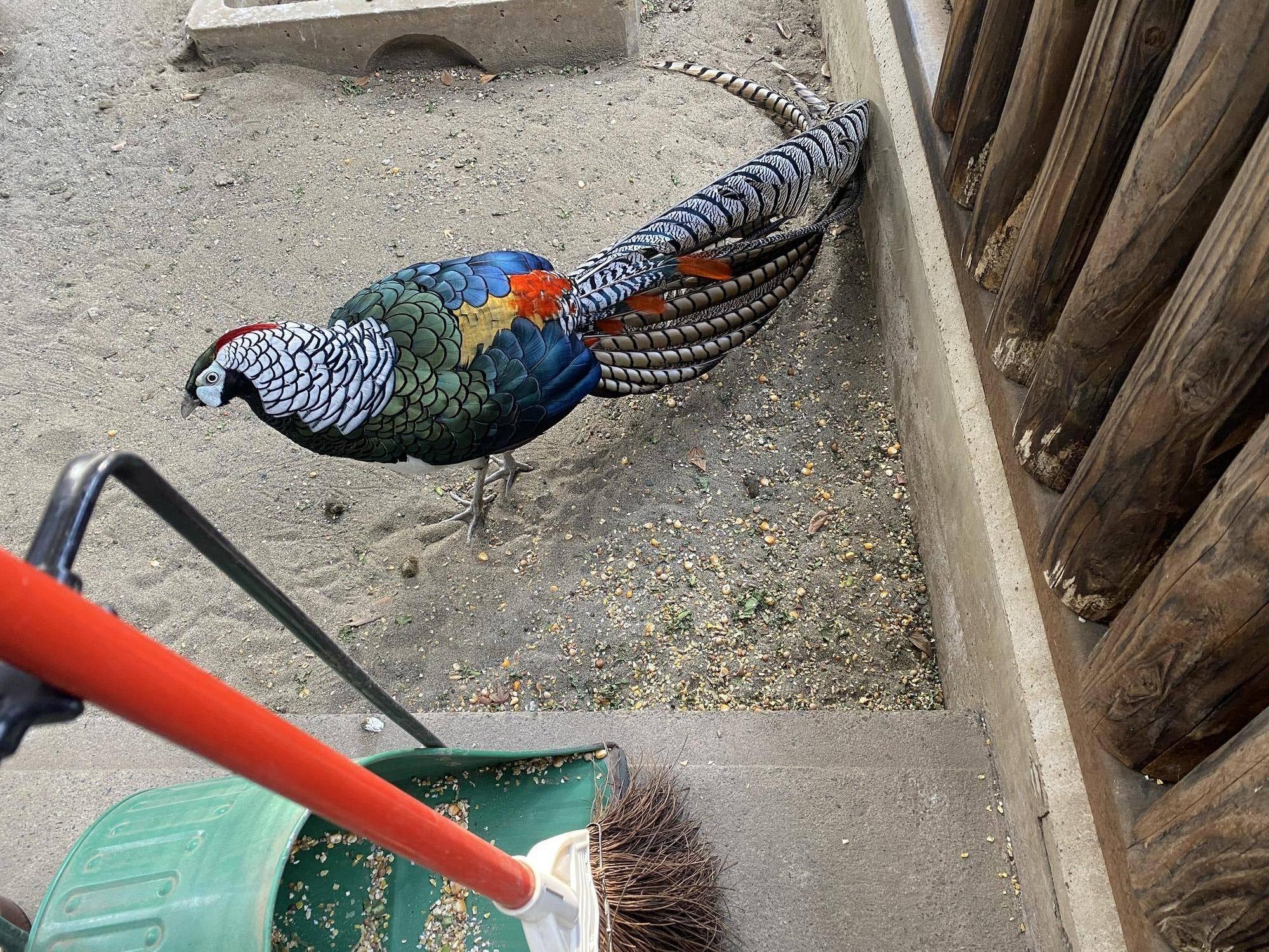 鳥たちは十羽十色🐥✨ の写真