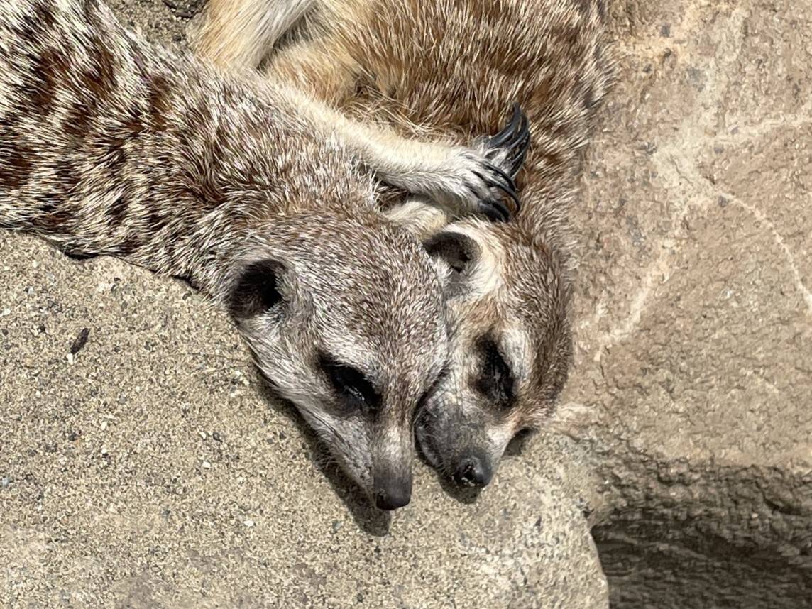 ミーアキャットブログ アミの群れの写真
