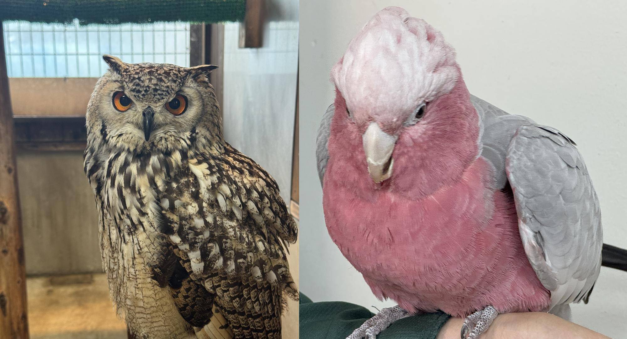 ナツメとピーチの近況報告の写真