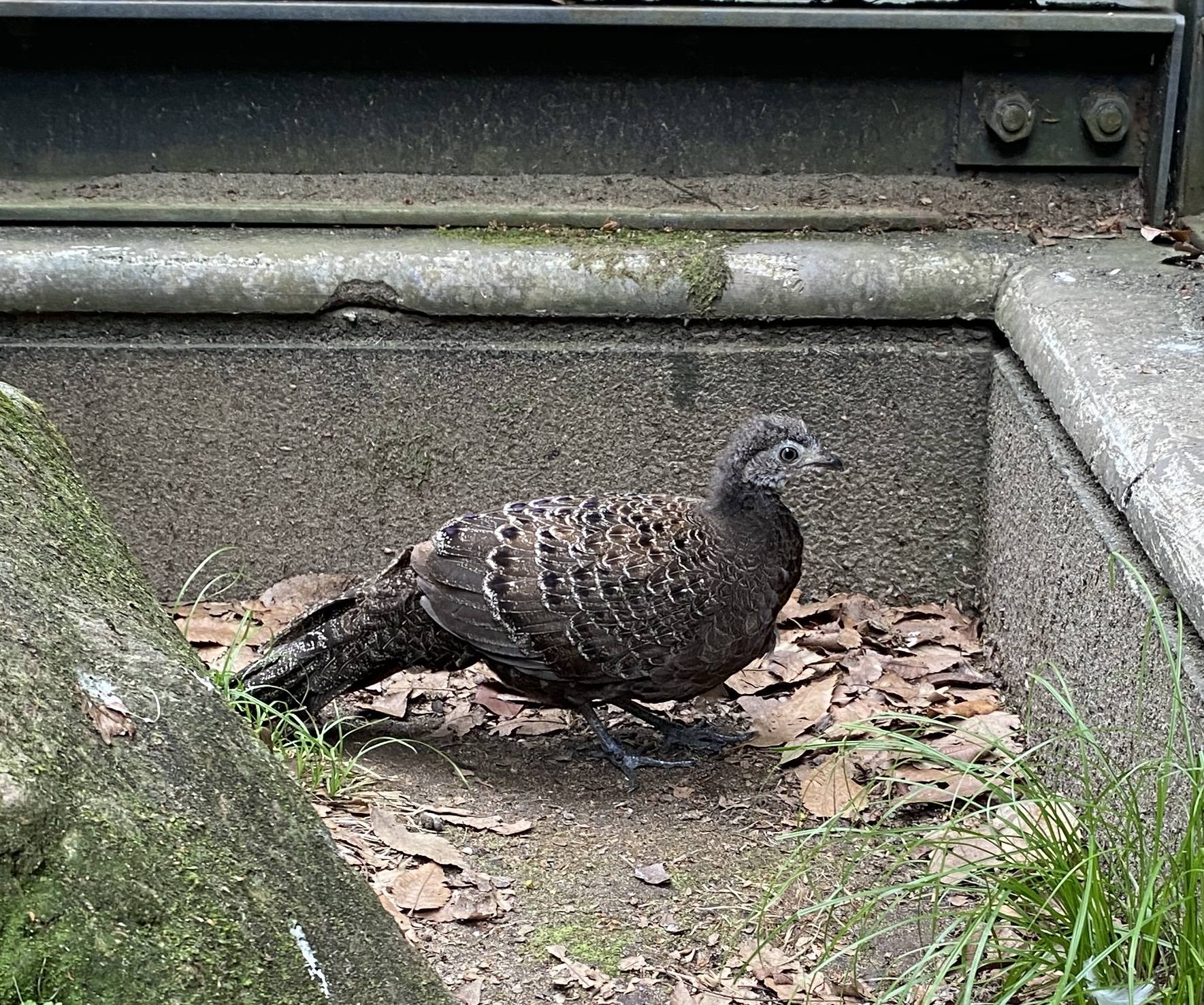 ハイイロコクジャク ピピ最近の様子③の写真