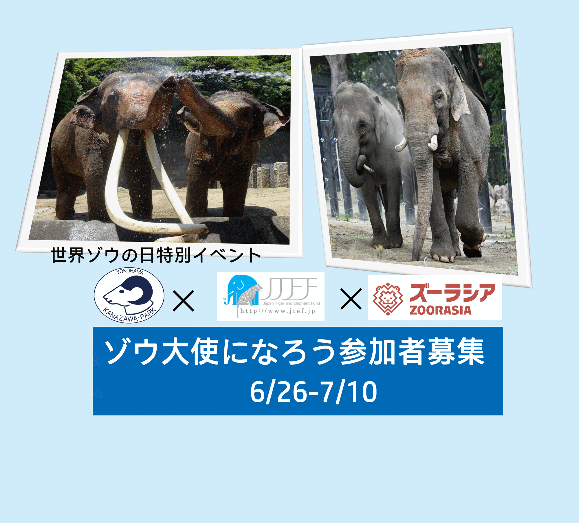 🐘世界ゾウの日特別イベント「ゾウ大使になろう」2025🐘の写真