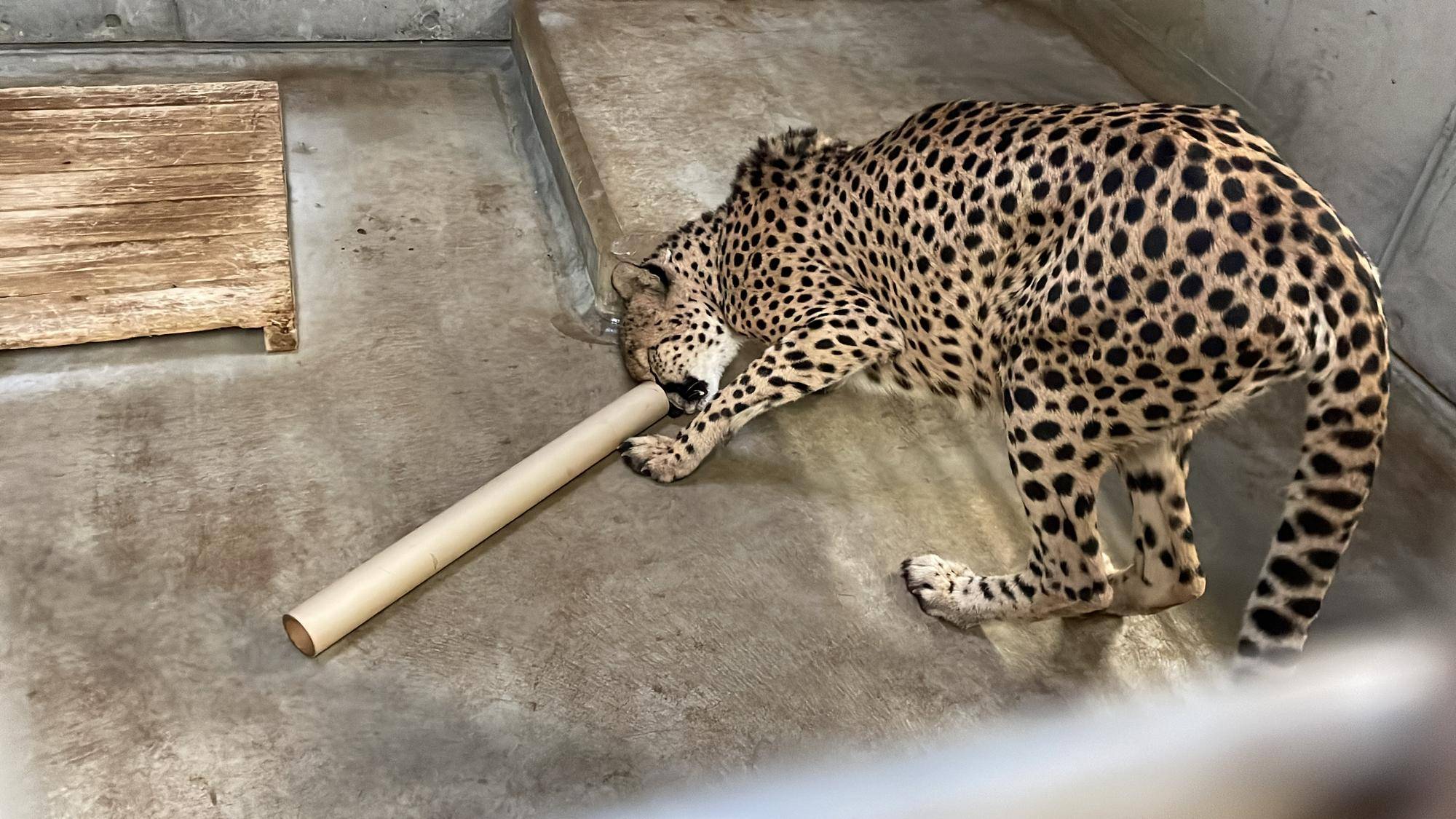 チーターブログ クラリスと筒の写真