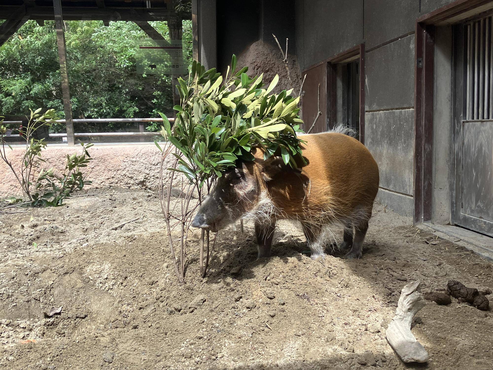 マテバシイをあげてみました!!の写真