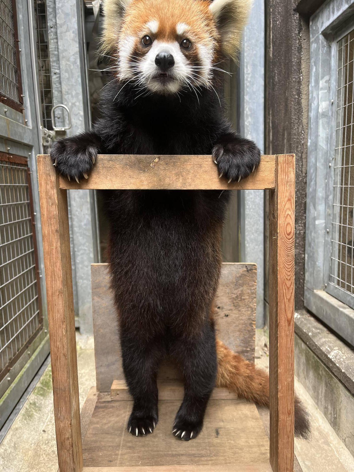 レッサーパンダ キクの妊娠記録の写真