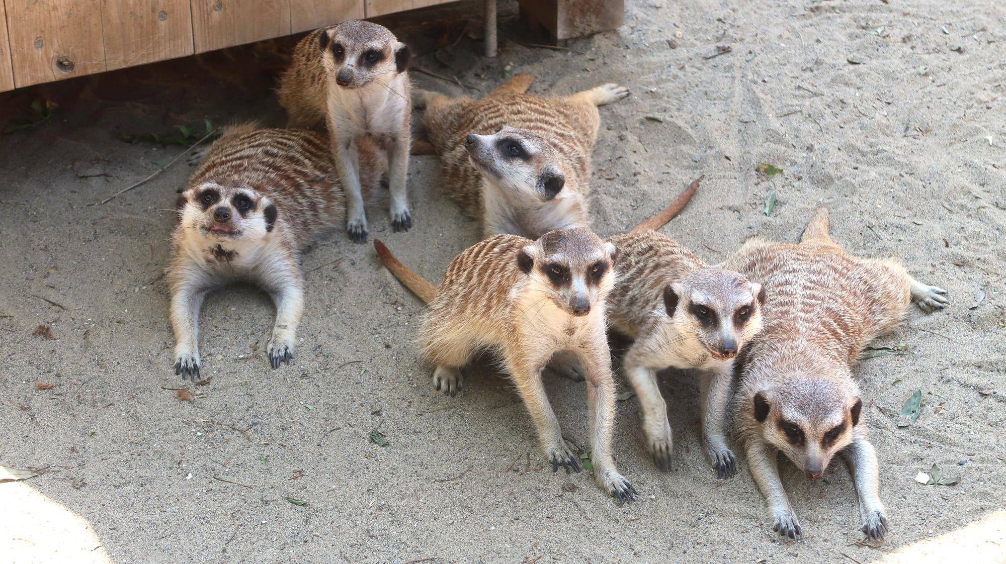 ミーアキャットブログ 個体紹介①の写真