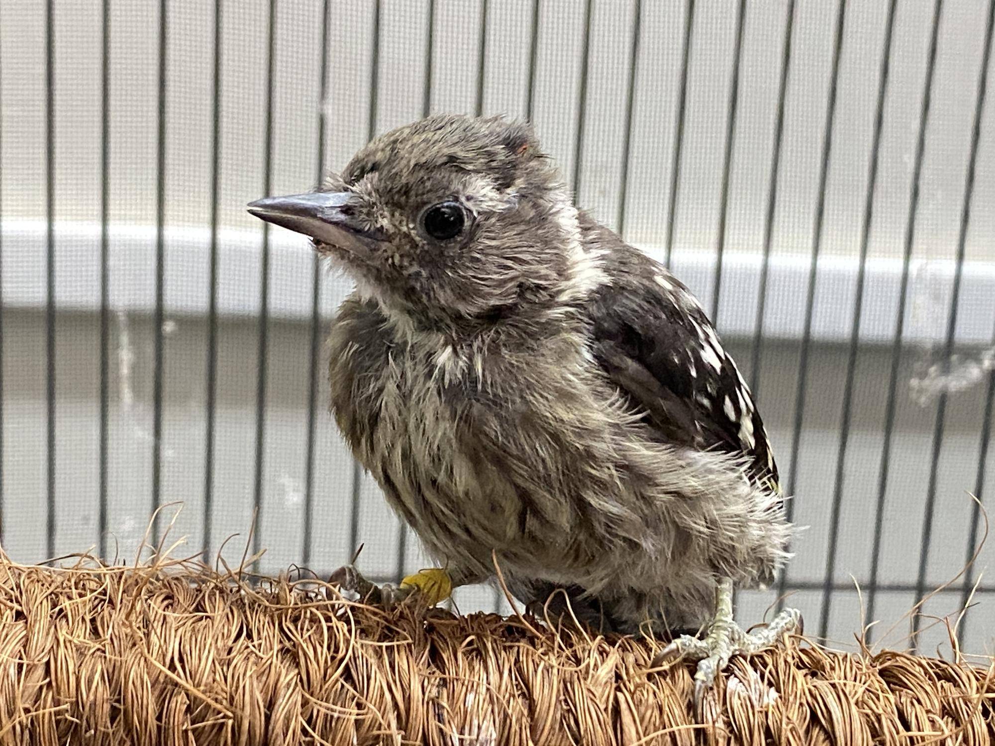 保護コゲラが野生に帰るまで🐤 保護から巣立ち編 の写真