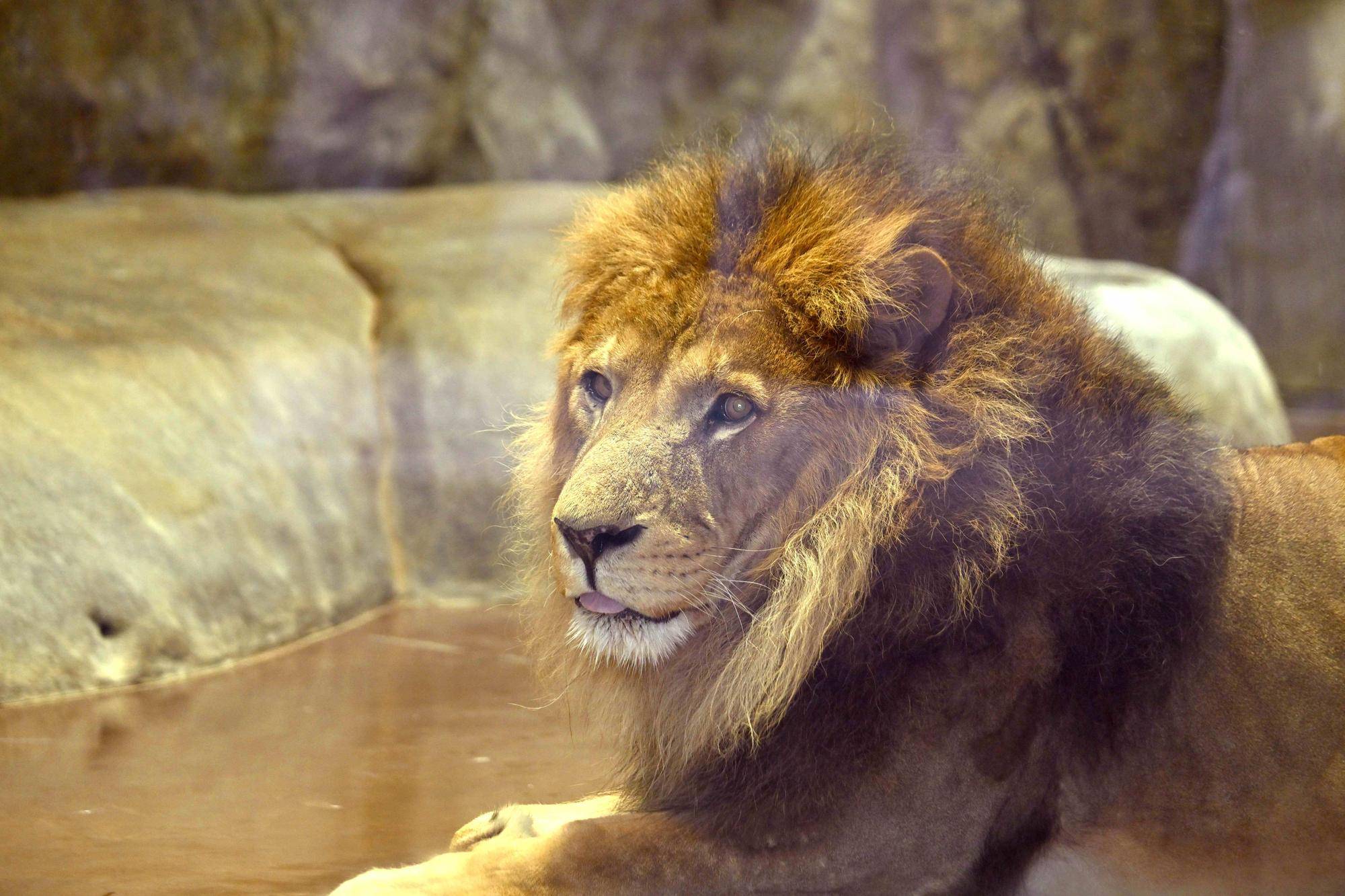 世界ライオンの日特別イベントを行います🦁の写真