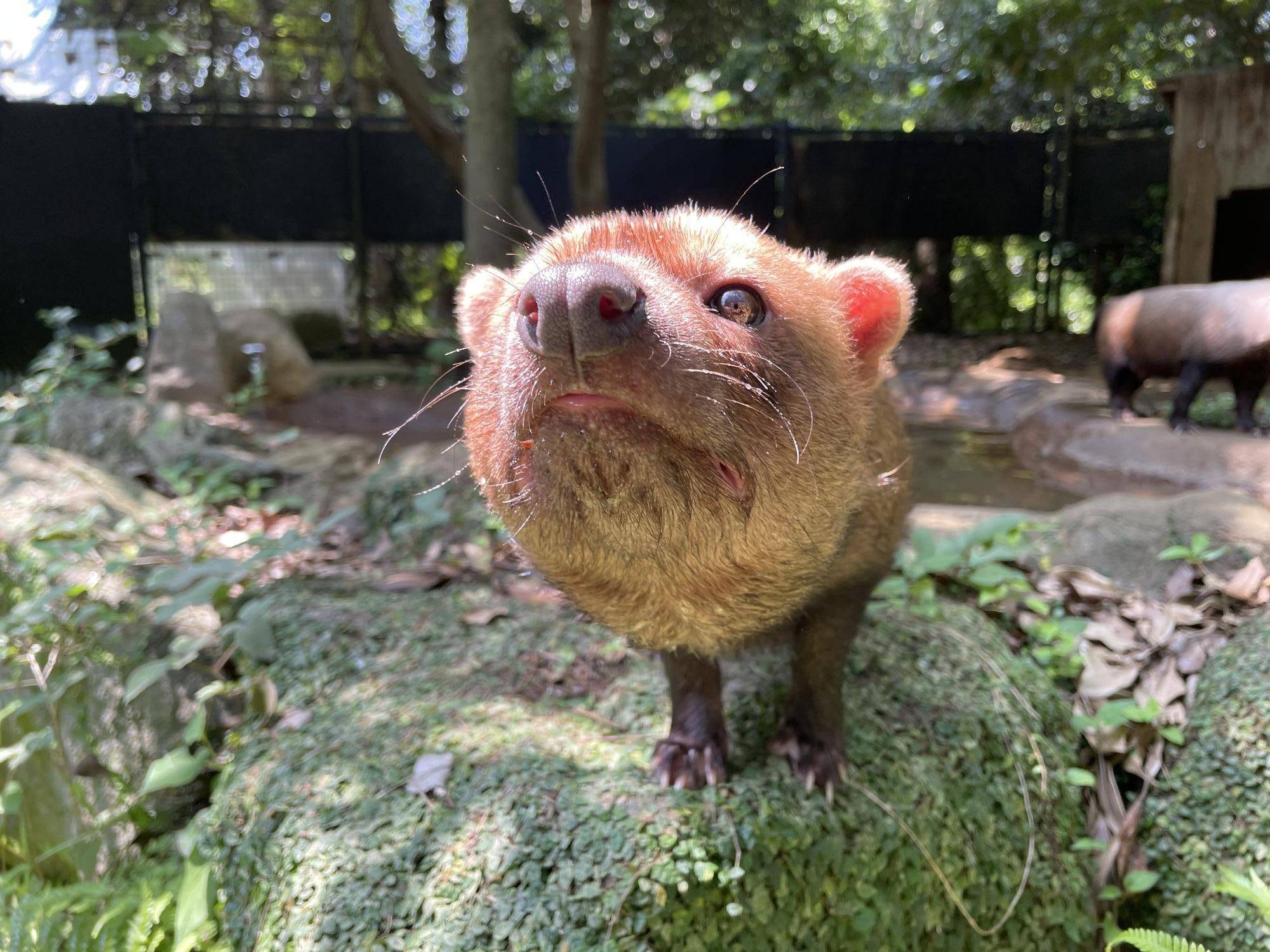 ヤブイヌ通信 カノンが4歳になりました!の写真