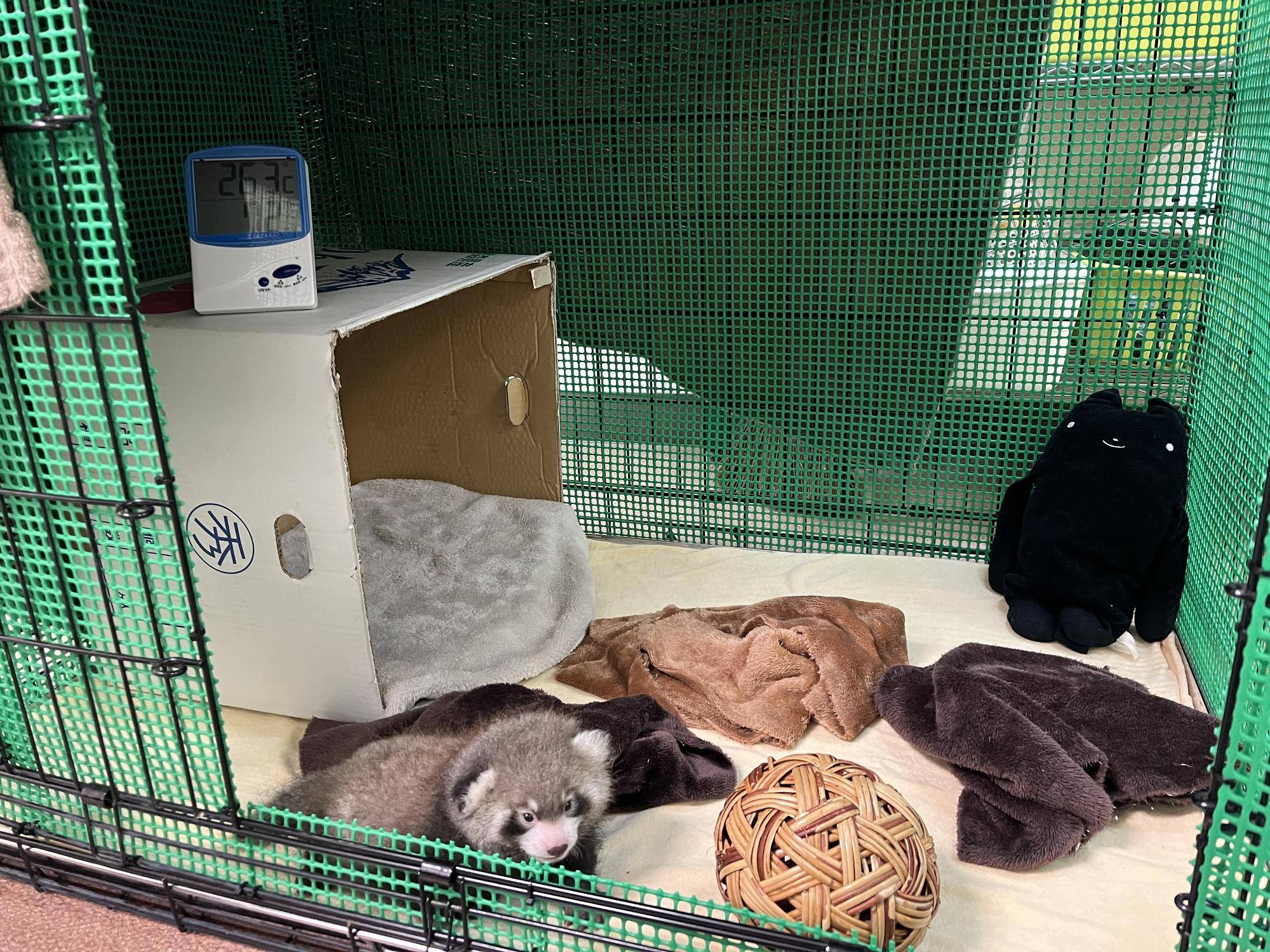 レッサーパンダ 成長記2の写真