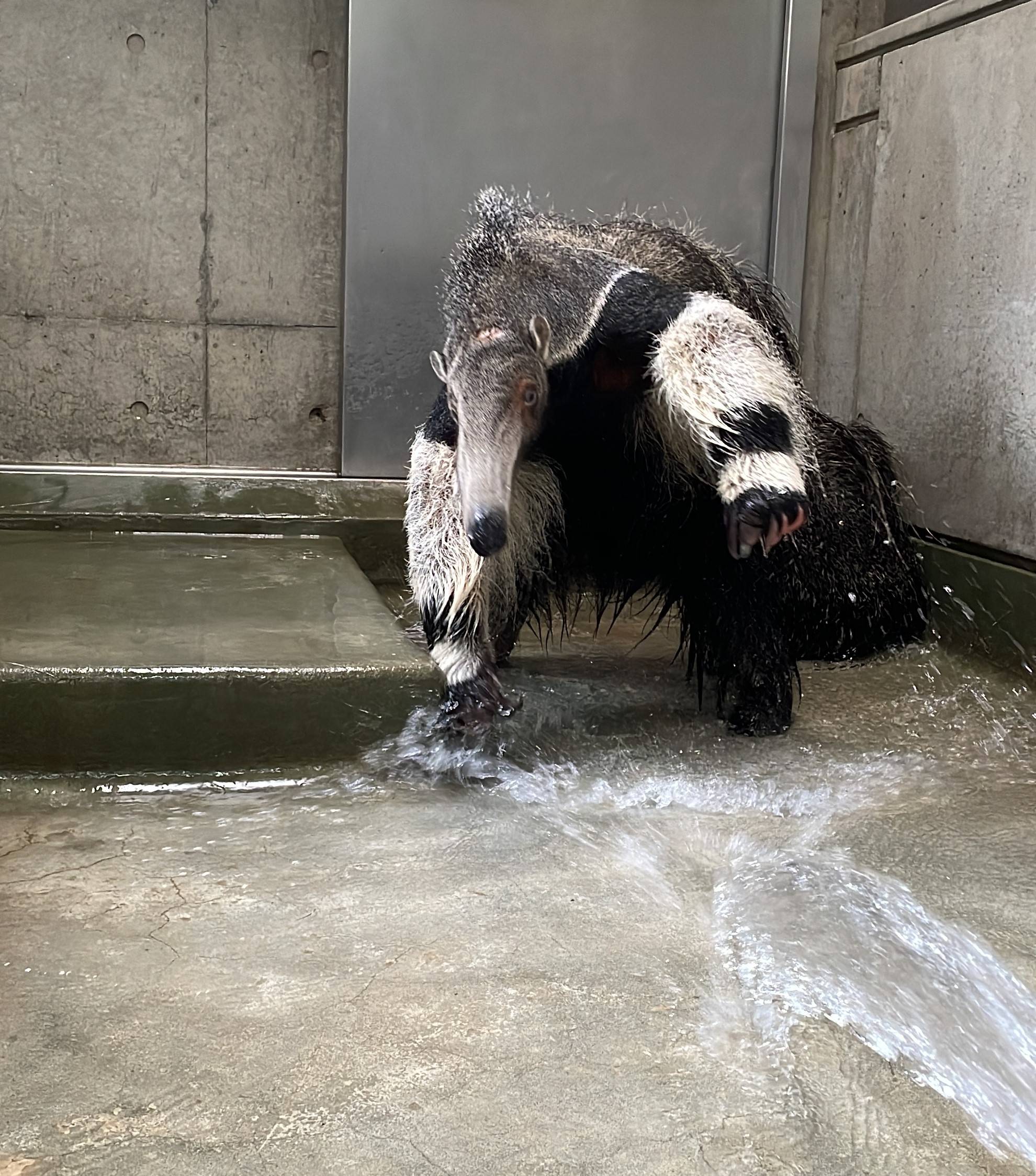 オオアリクイ通信 アリクイは水浴びが好きと思っていたら...の写真