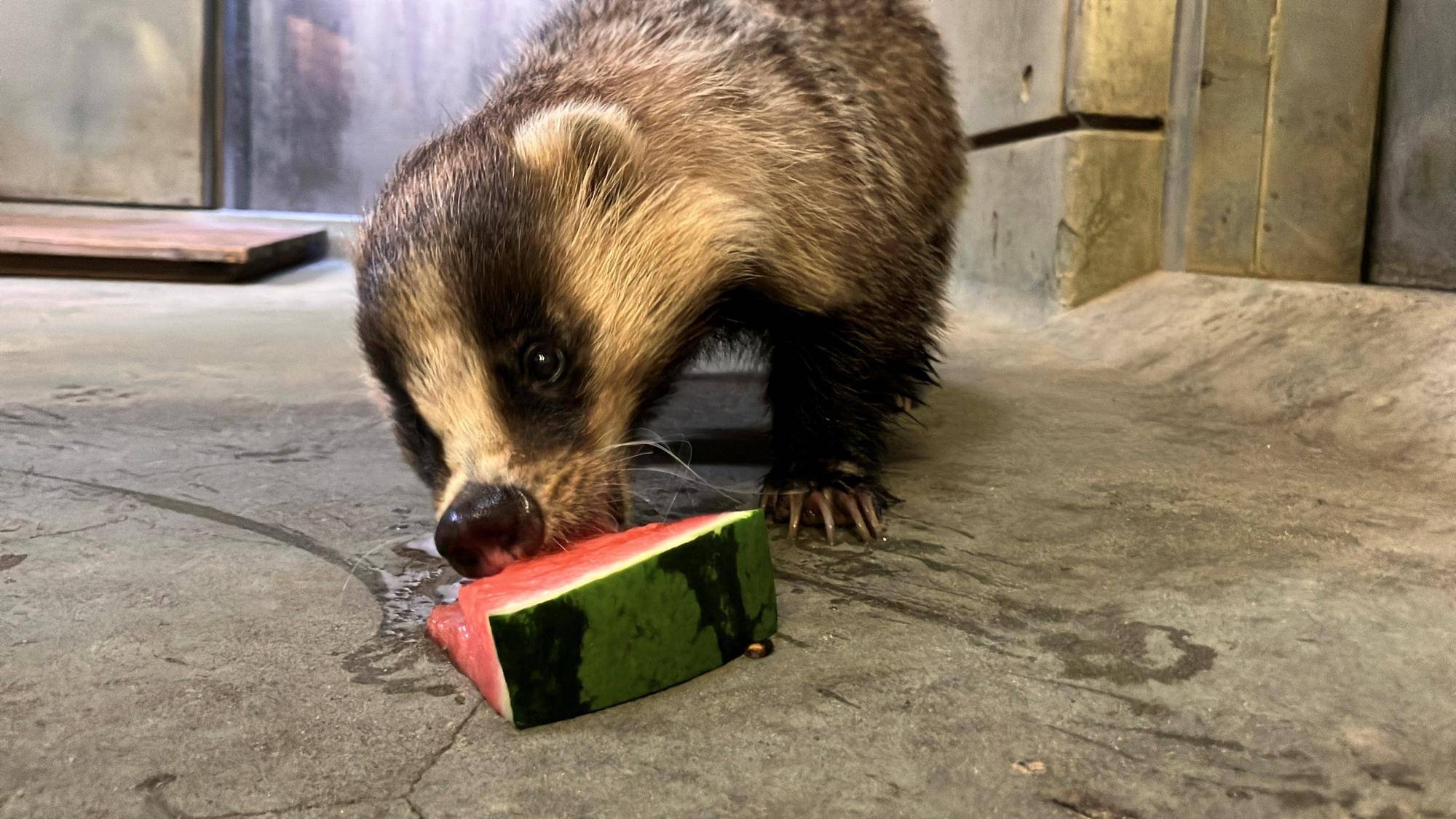 🍉今年も夏の味覚🍉の写真