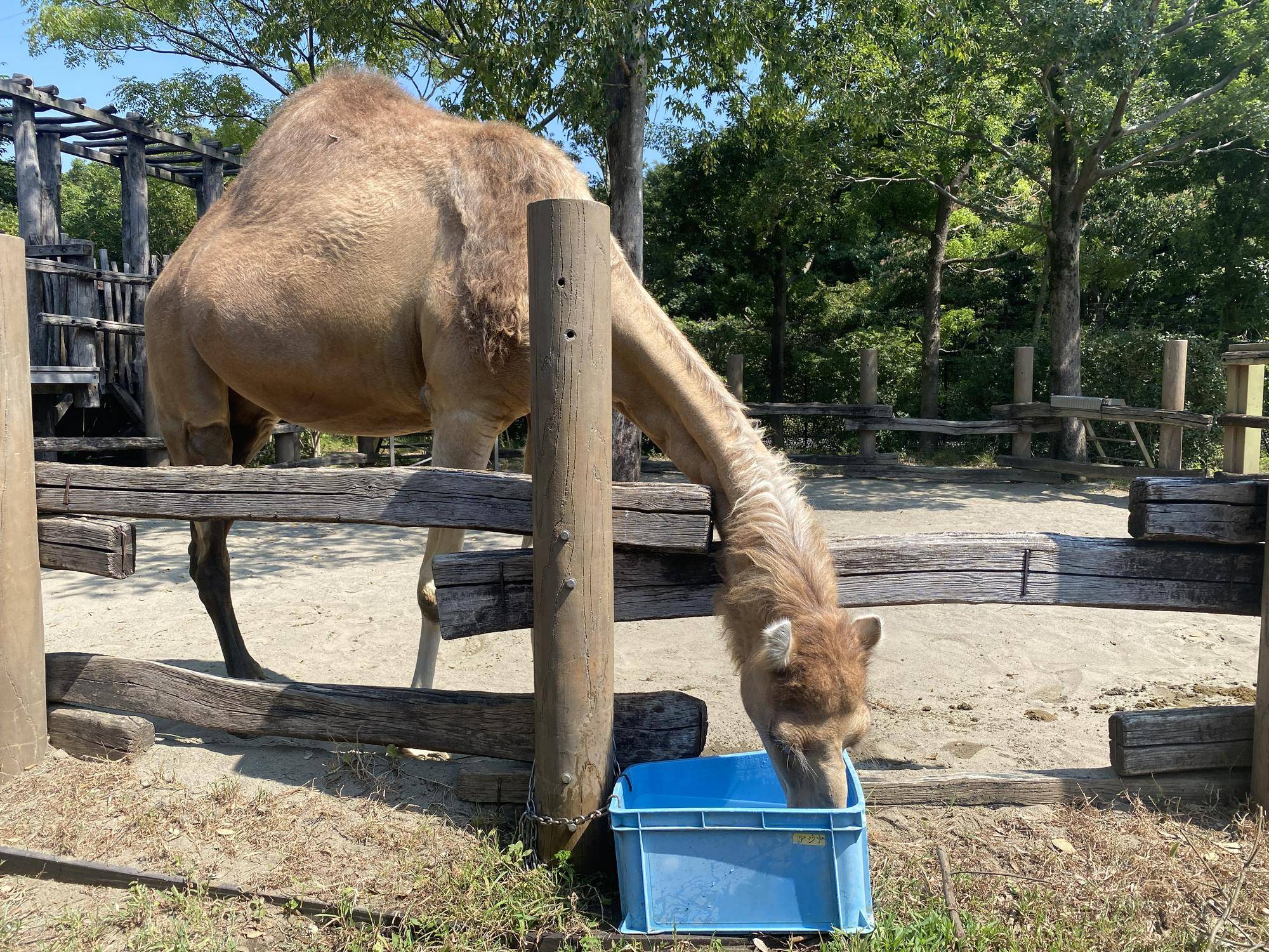 水入れの水を飲むソフィー.jpgのサムネイル画像