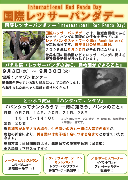 国際レッサーパンダデーイベント開催中!の写真