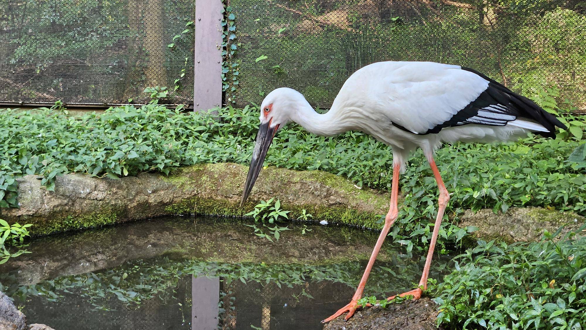 「コウノトリまつりinズーラシア」を開催しますの写真