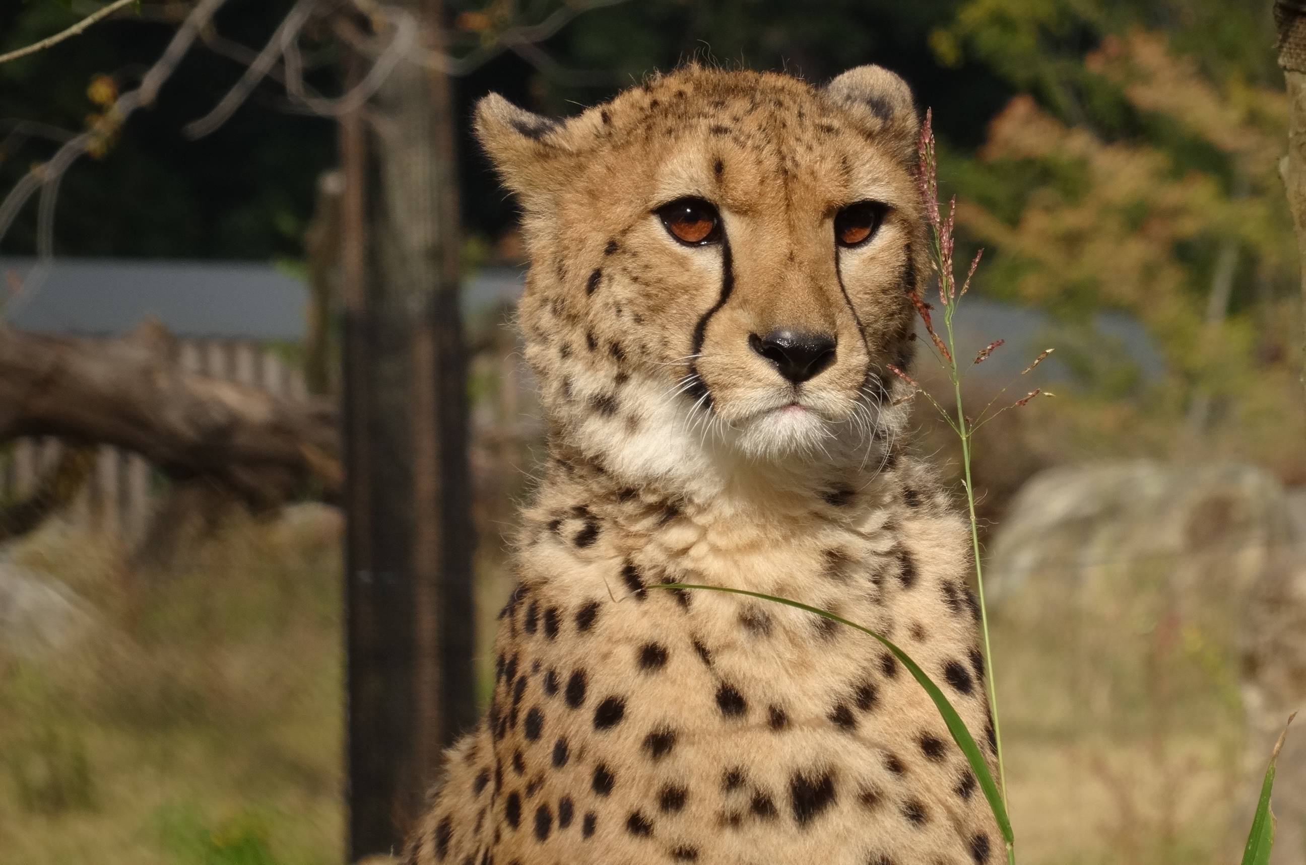 アフリカのサバンナ(チーター).jpg